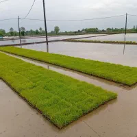 نشاء هاشمی در ماسال