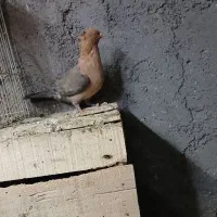 ماده افغان|پرنده|اندیمشک, |دیوار