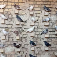 پلاکی|پرنده|کاشان, کارگر|دیوار
