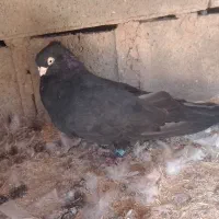 کبوتر زاغ صرب