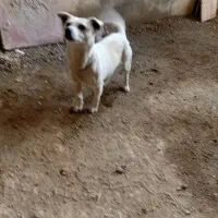 سگ پاکوتاهگ|سگ|کنگاور, |دیوار