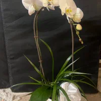 گل طبیعی ارکیده|گل و گیاه طبیعی|تهران, قلهک|دیوار