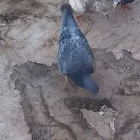 کفتر پلاکی گمشده