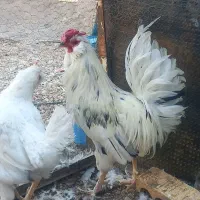 فروش تک خروس گلین کاکل ریش فول چهل تاج|حیوانات مزرعه|آباده, |دیوار