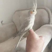 عروس ماده آهویی ۶ ماهه