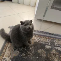 بچه گربه اسکاتیش بلو ( دختر) چهار ماهه|گربه|بندرعباس, |دیوار