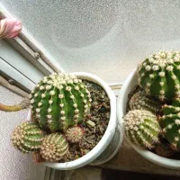 گل های زیبا و سرحال|گل و گیاه طبیعی|کرمانشاه, |دیوار