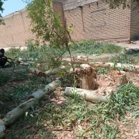 خرید انواع چوب|خدمات باغبانی و درختکاری|شوشتر, |دیوار