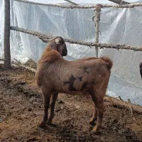 نر بز های چهل خال اصل پاکستانی|حیوانات مزرعه|انزل, |دیوار