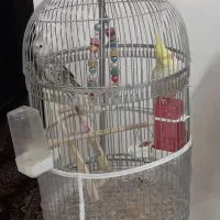 جفت عروس هلندی دستی|پرنده|بیرجند, |دیوار