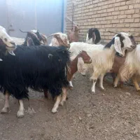 بز و بزغاله