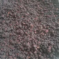 تَمِشک وحشی