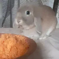 خرگوش لوپ اصیل