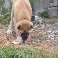 توله پژدر ۹۰ روزه