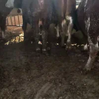 تلیسه آبستن سیمینتال ۱۰ راس