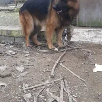 ژرمن شولاین خالص اصیل|سگ|رشت, پل تالشان|دیوار