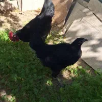 مرغ و خروس نیمچه نژاد اصل استرالوپ