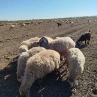 دامازدیخ عملیک