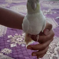 یک جفت عروس هلندی