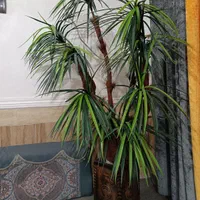 درخت بزرگ و گلدان تزئینی|گل مصنوعی|خرمشهر, |دیوار