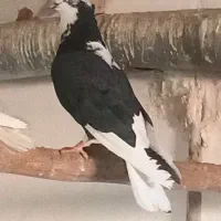شازده راوه ای