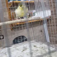 قناری گلاستر|پرنده|جیرفت, |دیوار