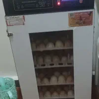 دستگاه جوجه کشی تمام اتومات ۲۱۰ تایی