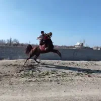 اسب نریان|اسب و تجهیزات اسب‌سواری|بناب, |دیوار