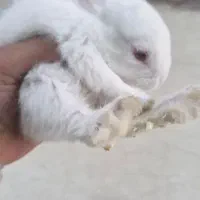 خرگوش  چشم شرابی|موش و خرگوش|شهریار, شهرک وائین|دیوار