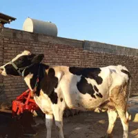 گاو هولشتاین