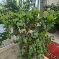 یاس هلندی و کاج ارسال رایگان