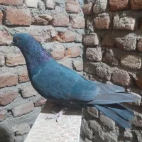 کبوتر دم سفید ماده|پرنده|ثمرین, |دیوار