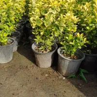 فروش شمشادطلایی یاس هلندی شهرستان آمل|خدمات باغبانی و درختکاری|آمل, |دیوار