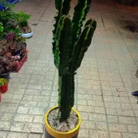 گل وگیاه آپارتمانی پتوس برگ پهن