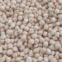 نخود درشت امسالی