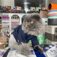 گربه اسکاتیش