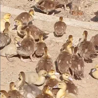 جوجه اردک خارجی رنگ خاص شکلاتی|حیوانات مزرعه|کیاکلا, |دیوار