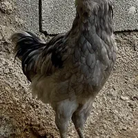 خروس گلین طوسی نژاد خالص