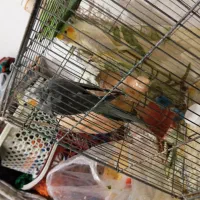 عروس و مرغ عشق|پرنده|علی‌آباد کتول, |دیوار