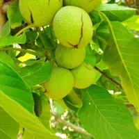 باغ کشاورزی 500متری پل زمانخان|فروش دفتر صنعتی، کشاورزی، تجاری|شاهین‌شهر, شهرک گلدیس|دیوار