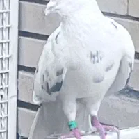 خال پیس