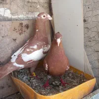 فروشی نرو ماده