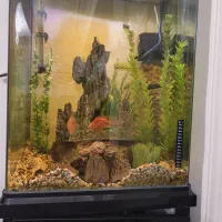 ماهی پرت و شارک سالم