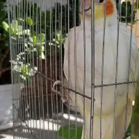 ۳تا عروس هلندی بالغ(۲ماده و ۱نر)و ۳ جوجه ۲ماهه