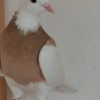 کبوتر  طوقی