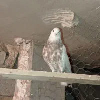 کبوترسفیدچشم سفیدنوک ریز.یک جفت مفلق سفید|پرنده|چادگان, |دیوار