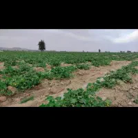 یک و نیم هکتار زمین کشاورزی