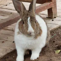 فروش تعدادی خرگوش نروماده