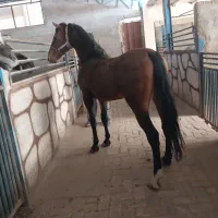 اسب نریون سیلمی سوارکاری .تبارنامه دار