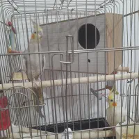 عروس هلندی